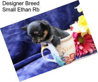 Designer Breed Small Ethan Rb