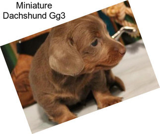 Miniature Dachshund Gg3