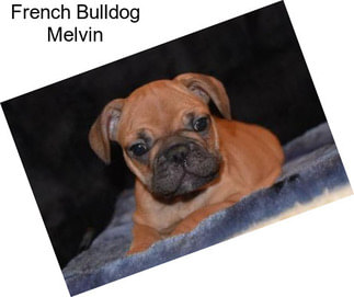 French Bulldog Melvin