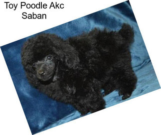 Toy Poodle Akc Saban