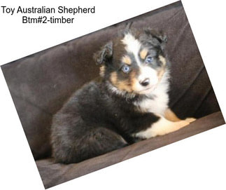Toy Australian Shepherd Btm#2-timber