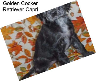 Golden Cocker Retriever Capri