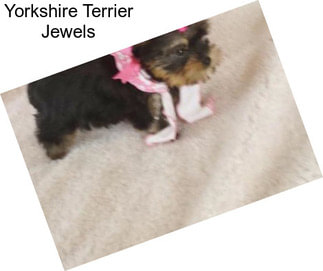 Yorkshire Terrier Jewels