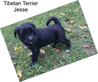 Tibetan Terrier Jesse