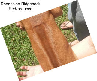 Rhodesian Ridgeback Red-reduced