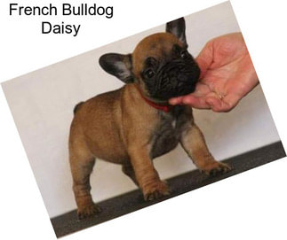 French Bulldog Daisy