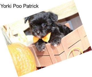 Yorki Poo Patrick