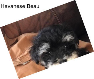 Havanese Beau