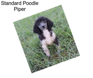 Standard Poodle Piper