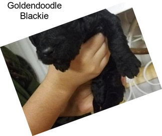 Goldendoodle Blackie
