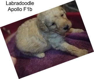 Labradoodle Apollo F1b