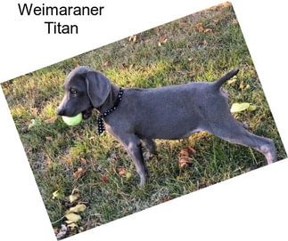 Weimaraner Titan