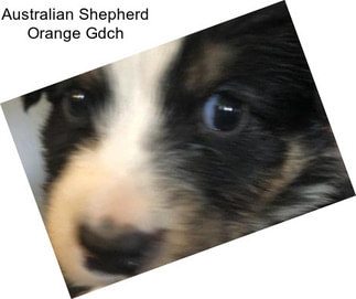 Australian Shepherd Orange Gdch