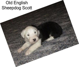 Old English Sheepdog Scott