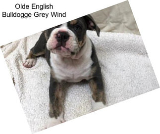 Olde English Bulldogge Grey Wind