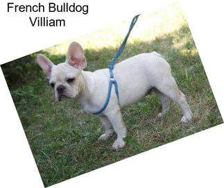 French Bulldog Villiam