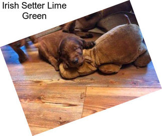 Irish Setter Lime Green