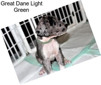 Great Dane Light Green