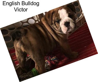 English Bulldog Victor