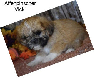 Affenpinscher Vicki