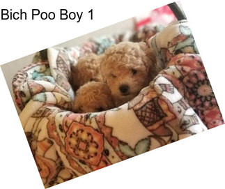 Bich Poo Boy 1