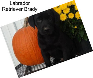 Labrador Retriever Brady