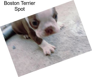 Boston Terrier Spot