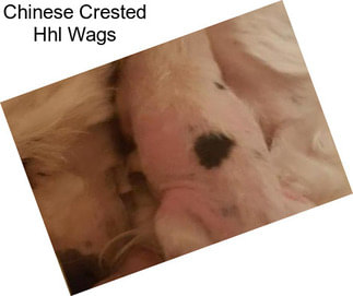 Chinese Crested Hhl Wags