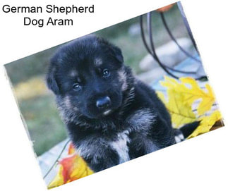 German Shepherd Dog Aram