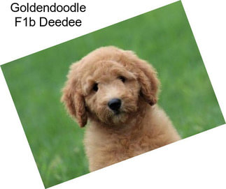 Goldendoodle F1b Deedee