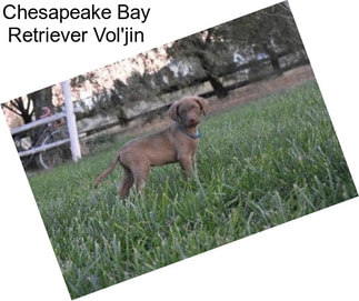 Chesapeake Bay Retriever Vol\'jin