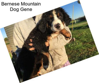 Bernese Mountain Dog Gene