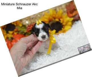 Miniature Schnauzer Akc Mia