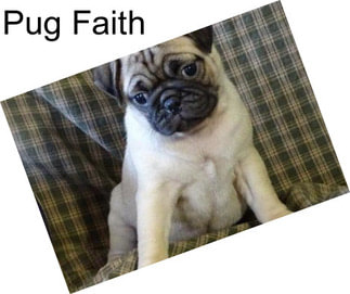 Pug Faith