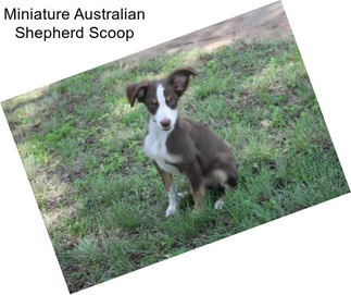 Miniature Australian Shepherd Scoop