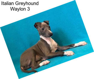 Italian Greyhound Waylon 3