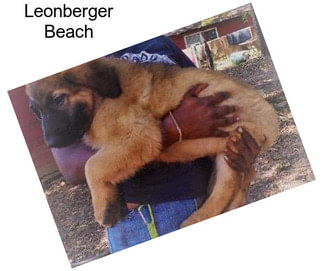 Leonberger Beach