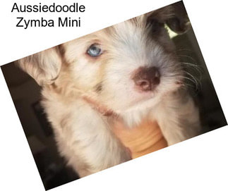 Aussiedoodle Zymba Mini