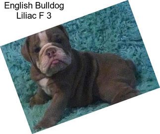 English Bulldog Liliac F 3