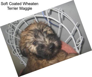 Soft Coated Wheaten Terrier Maggie