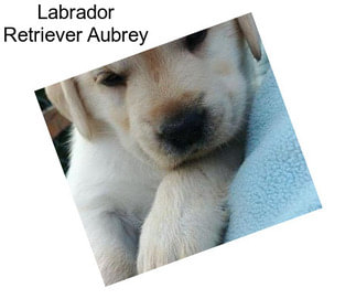 Labrador Retriever Aubrey