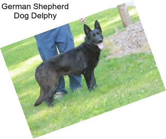 German Shepherd Dog Delphy