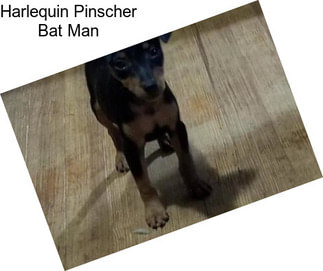 Harlequin Pinscher Bat Man