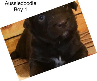 Aussiedoodle Boy 1