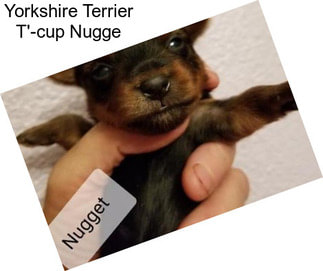 Yorkshire Terrier T\'-cup Nugge