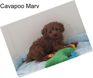 Cavapoo Marv