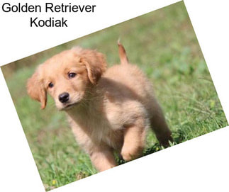 Golden Retriever Kodiak