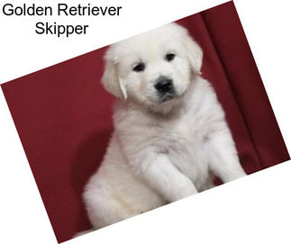 Golden Retriever Skipper