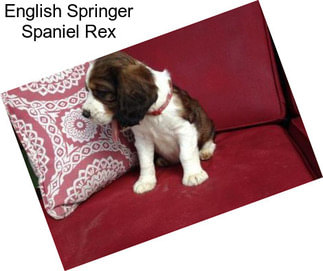 English Springer Spaniel Rex