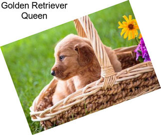 Golden Retriever Queen